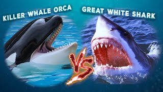 Killer Whale Orca vs Great White Shark  In OneOnOne Combat Who Would Win [upl. by Quiteria138]