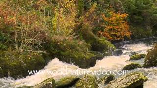 Rain scenery with flowing river in autumn Nature Video Stock Footage0299 [upl. by Elleirb]