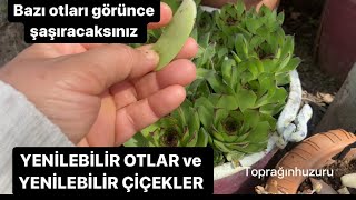 YENİLEBİLİR YABANİ OTLAR VE YENİLEBİLİR ÇİÇEKLER [upl. by Mickey]