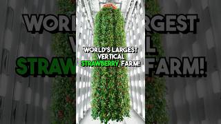 The worlds FIRST vertical berry farm that uses AI farming verticalfarming agriculture [upl. by Ytisahcal]