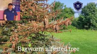 Bagworm Treatment and Biology whats killing my pine tree [upl. by Akamahs]