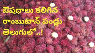 Medicinal rambutan fruits in telugu  Nephelium lappaceum  about Telugu [upl. by Pietrek]