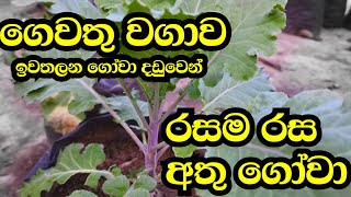 අතුගෝවා වගාව Athu Gowa Wagawa ගෙවතු වගාව  Kcr TEC [upl. by Razatlab]