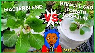 Miraclegro Tomato Formula vs Masterblend for Kratky Method Hydroponics [upl. by Calloway176]