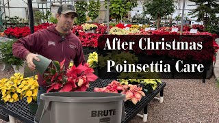 After Christmas Poinsettia Care [upl. by Chamberlin508]