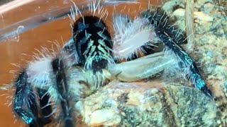 The Worlds Most Beautiful Tarantula Feeding Video [upl. by Saffren]