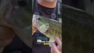 Cahaba Bass Same Fish Endless Action with Bait [upl. by Idak493]