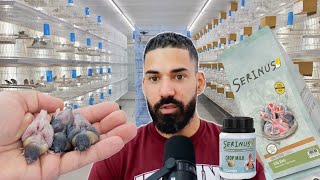 Its finally HERE  New baby bird handfeeding formula from SERINUS 🐦 [upl. by Aihtniroc450]