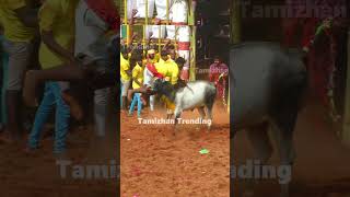 ஆத்தாடி பொளக்குது shortstrendingjallikattu [upl. by Lyndsay]