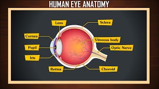 Human eye anatomy  eye structure and function  Parts of the eye  eye parts and functions [upl. by Hannibal]