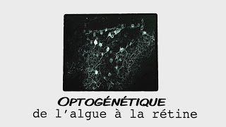 Optogénétique de lalgue à la rétine [upl. by Annat]