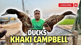 Ducks  khaki campbell ducks  Biggest Ducks Farm in Pakistan [upl. by Avril]