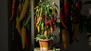 How to Grow Chili Pepper 🌶️ at Home plants shorts satisfying [upl. by Arbma]