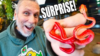 He Drove 900 Miles To Surprise Me With A Red Snake [upl. by Larner]