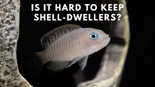 Shell Dweller Care and Breeding Guide  Neolamprologus Multifasciatus [upl. by Forkey788]