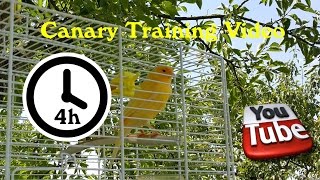 Canary Singing  Training Video 4 Hours Long version [upl. by Salmon102]