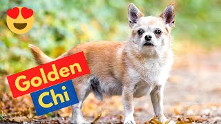 Whos a Chihuahua Retriever MixBreed Golden Chi  A Complete Guide [upl. by Mussman]