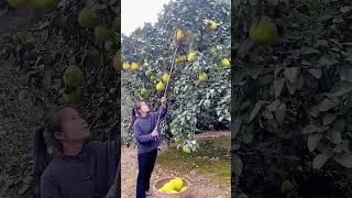 Portable grapefruit picking tool Good tools and machinery can increase work efficiency [upl. by Chet464]