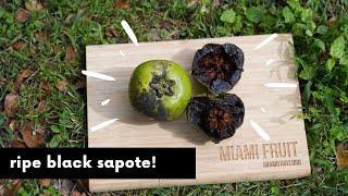 Black Sapote Ripening Guide [upl. by Hauck]