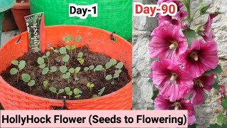 Growing Hollyhocks from Seed  How to Successfully Grow Hollyhocks in Your Garden [upl. by Artamas]