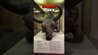 50000 Years Old Bison 🤯 facts [upl. by Gusta35]