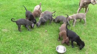 Weimaraner Welpen Fütterung und Spielen  puppies play amp meal [upl. by Aiuqal411]