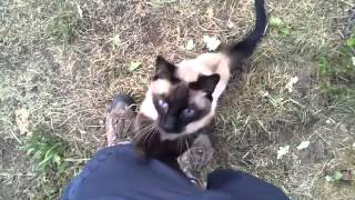 Yogi our Siamese Cat Being Very Affectionate on Our Hike [upl. by Pik973]