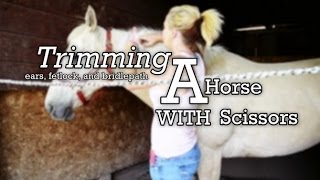 Trimming a Horse with Scissors  Ears Fetlocks and Bridlepath [upl. by Carole360]