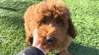 Tucker UPDATE  Micro Goldendoodle  Family Bred Puppies [upl. by Snyder]