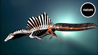 A swimming dinosaur The tail of Spinosaurus [upl. by Shaylah]