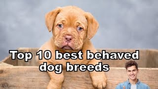 😍🔥top 10 best behaved dog breeds in the world doglovers dogshorts dogtraining facts [upl. by Venola]