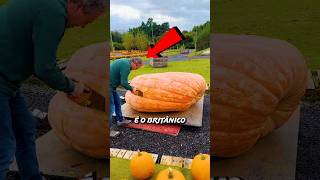 IAN PATON Plantou Uma ABÓBORA GIGANTE Mas créditos ianpaton3TT curiosidades [upl. by Nagaer]