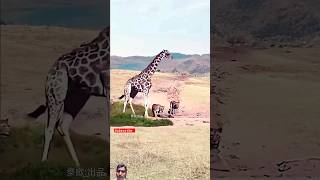 Giraffe Successful Escapes From Lion lionvsgiraffe Animals wildlife wildlifefight Giraffe [upl. by Ttocserp]