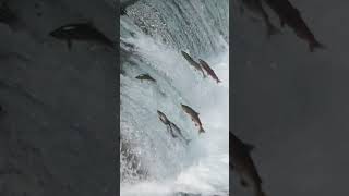 Wild Alaska Sockeye Salmon Jumping in Slow Motion shortssalmon big waterfall [upl. by Chivers]