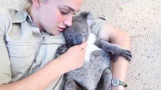 Koala joey runs over for belly tickles and cuddles [upl. by Suzanna109]