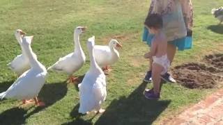 Niños Jugando con Animales Chicos Jugando con Patos Boys Playing with Ducks [upl. by Yelnek]