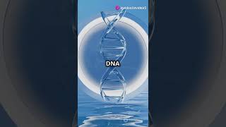 DNA More Than Just a Spiral [upl. by Scotty]