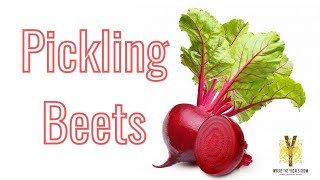 Pickling beets and drying beet greens [upl. by Rap577]