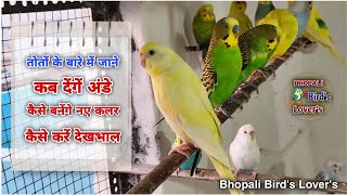 Birds ke color kaise banaye care se released video bird [upl. by Clarise]