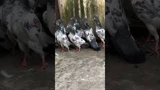 Saharanpuri pigeon shortvideos viral subscribe [upl. by Eelyrehc]