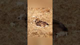 Ovis ammonАргаль угалз wild sheep Mongolia [upl. by Gorlin]