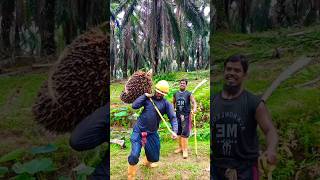 Lifting palm fruit is a bit difficult for tall peopleviralshortpalmtreesmalaysiafarmingpalm [upl. by Wall]