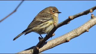 Paruline à croupion jaune plumage dhivernuptial  Yellowrumped Warbler winterbreeding plumage [upl. by Armat]