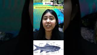 Characteristics of Superclass Pisces  Gnathostomata  Class 11  Biology  Adhyayanta [upl. by Traweek]