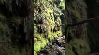 Prehistoric valley on Dartmoor waterfall dartmoor uk nature wildlife hiking water valley [upl. by Grimaud998]