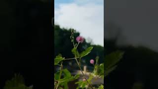 Feel the nature 🌼🌿shortvideo nature cinematic naturecinematic cinematography naturefilm [upl. by Ellissa593]