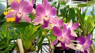 Orchid Care  Dendrobium Phalaenopsis Orchid in full bloom  Dendrobium Orchid care tips [upl. by Aliehc]