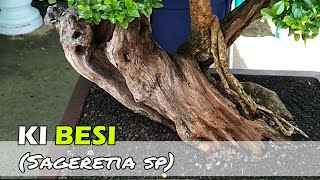 PENAMPAKAN BONSAI KIBESI JUARA Sageretia sp [upl. by Fiorenza]