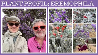 Plant profile Eremophila  12 amazing dry climate flowering shrubs [upl. by Oicanata]