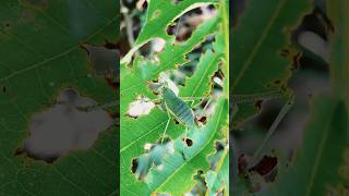 Katydids insects katydid [upl. by Pedaiah]